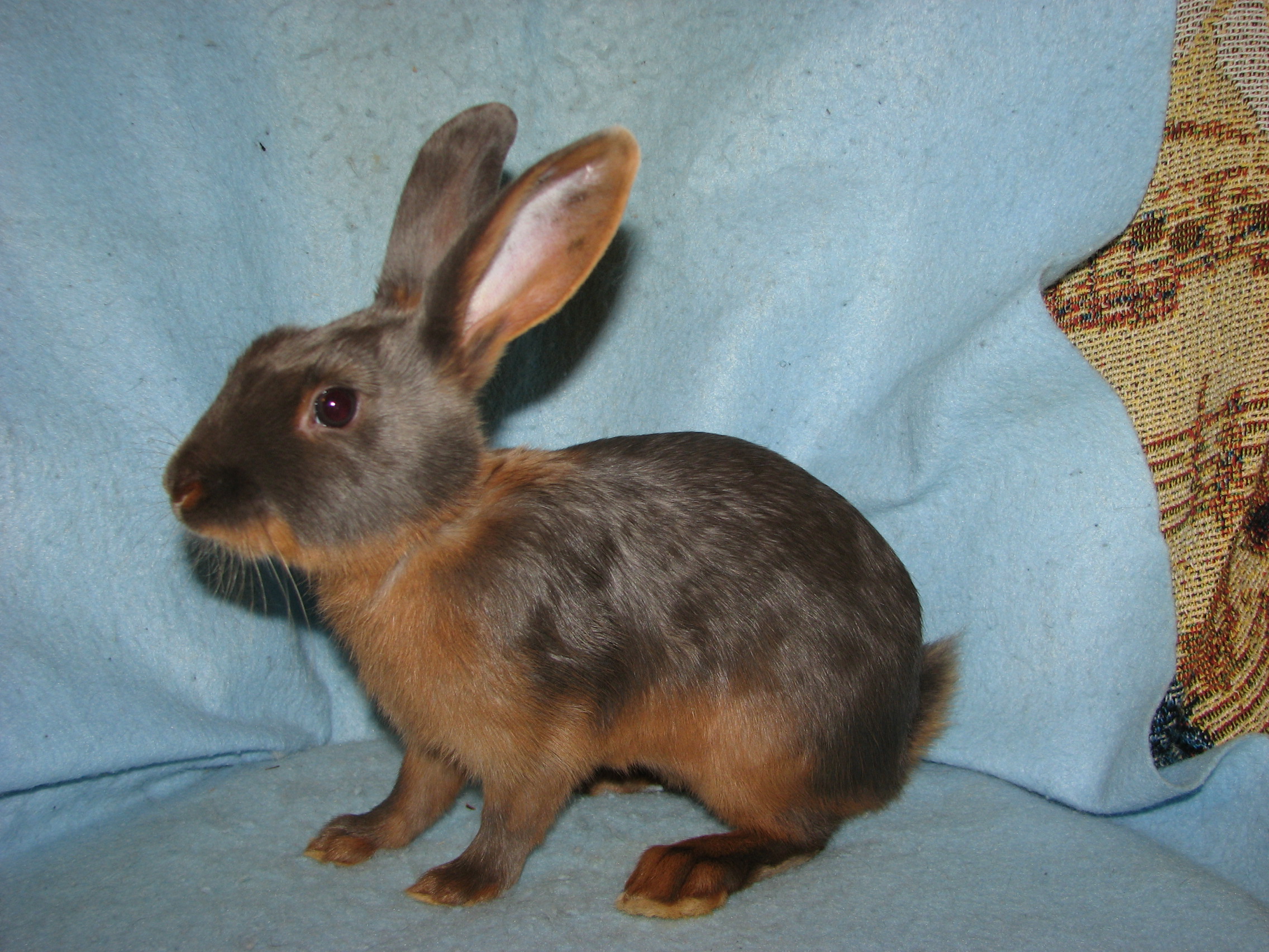 Foxaway RabbitsMy Velvet Lion Herd