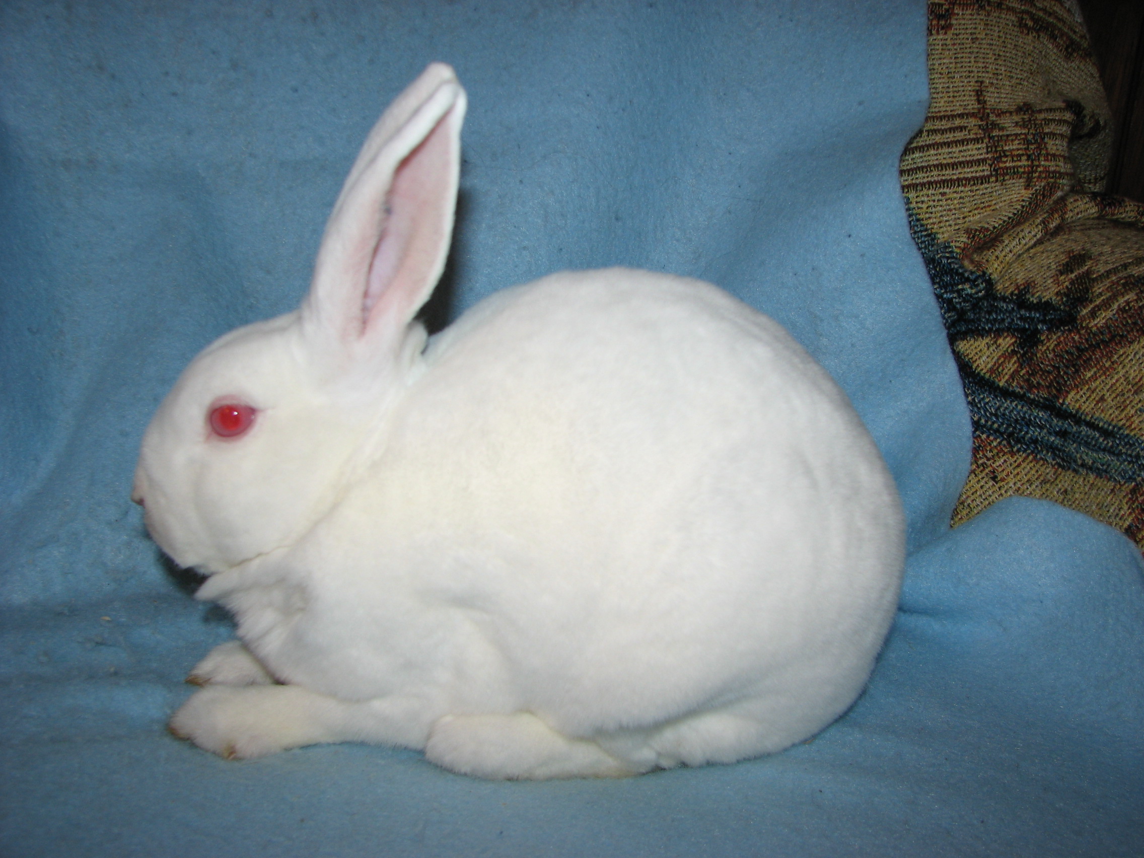 Foxaway RabbitsMini Rex Rabbits for Sale