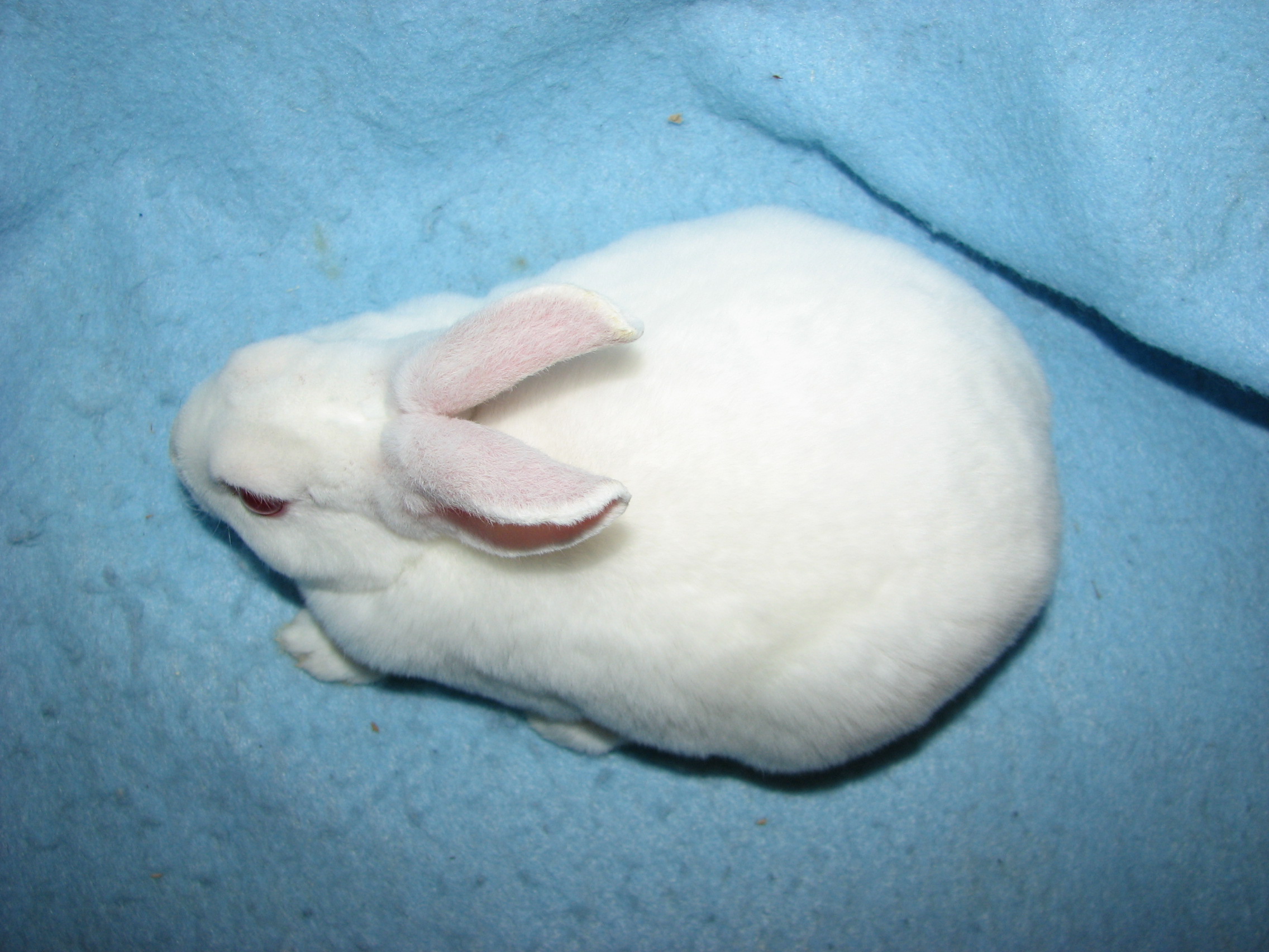 Foxaway RabbitsMini Rex Rabbits for Sale