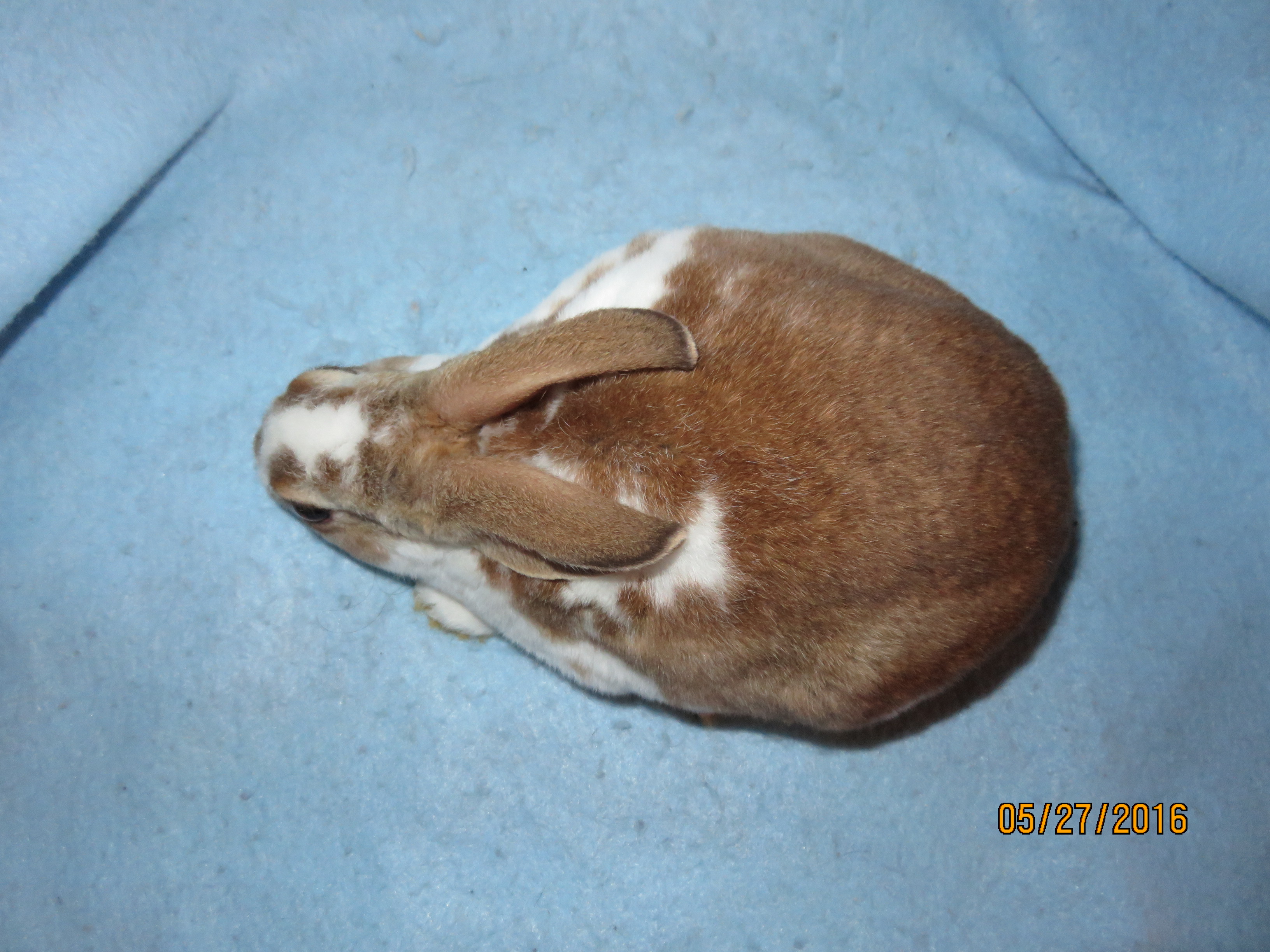 Foxaway RabbitsMini Rex Rabbits for Sale