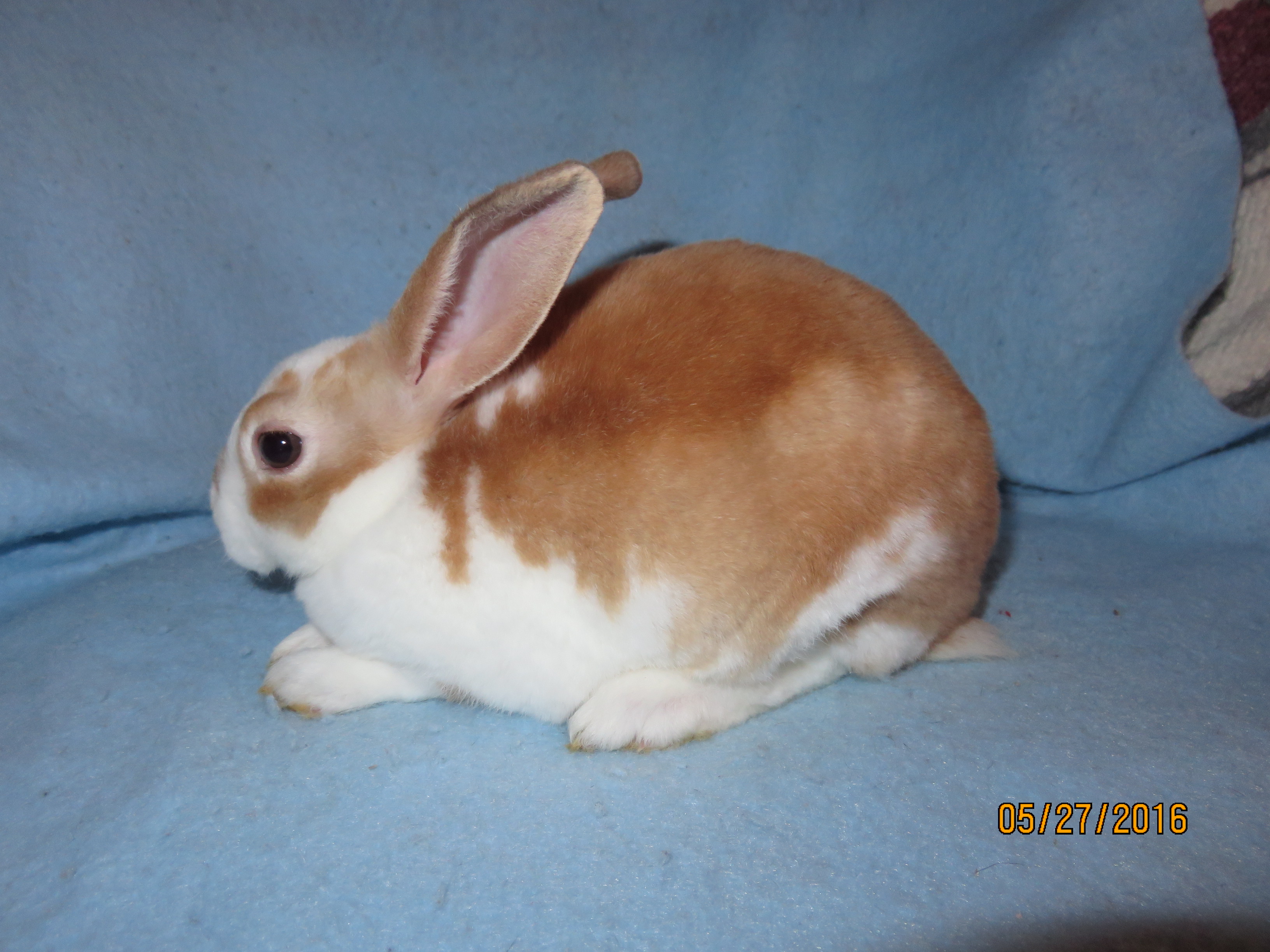 Foxaway RabbitsMini Rex Rabbits for Sale