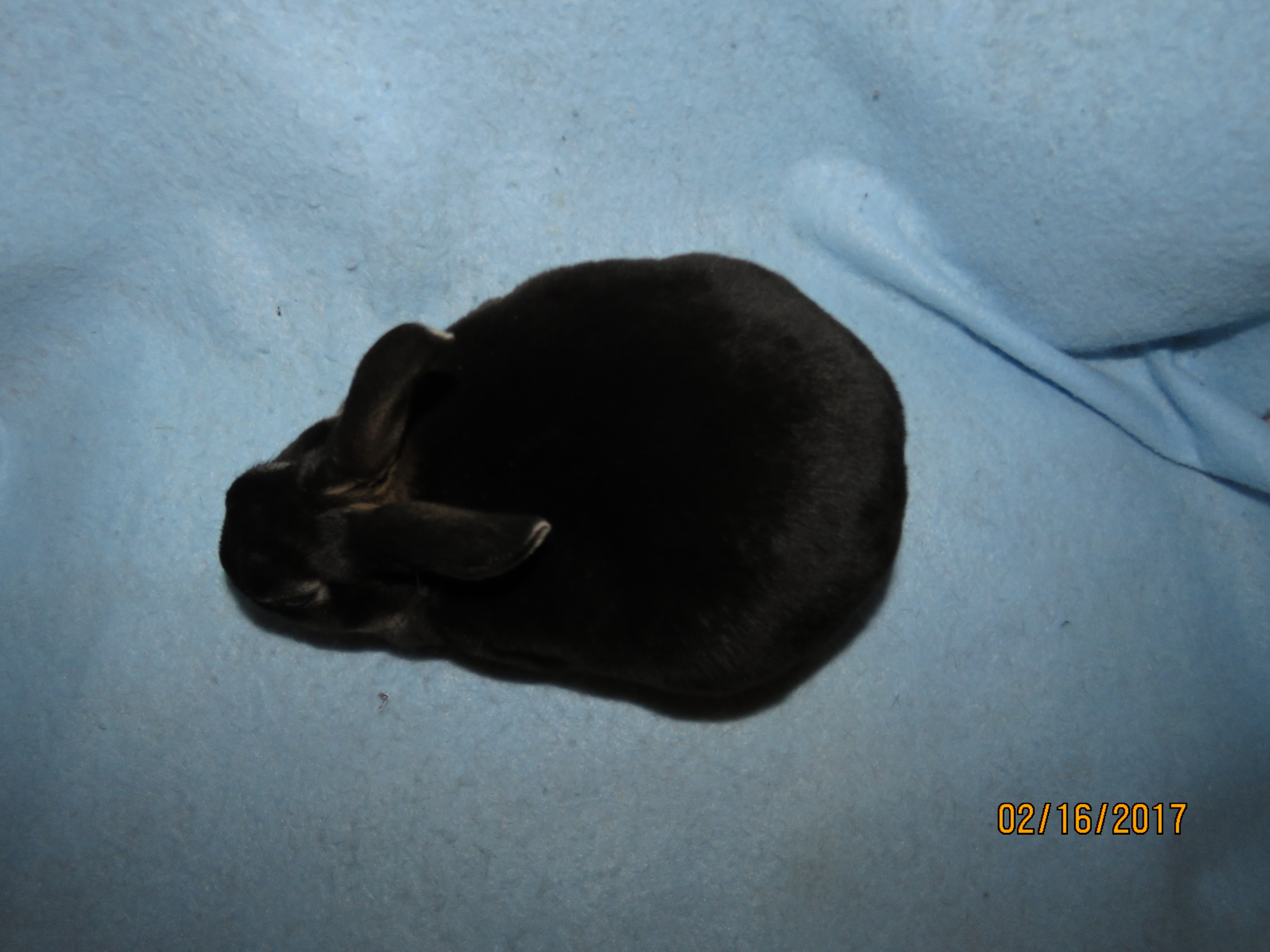 Foxaway RabbitsMini Rex Rabbits for Sale