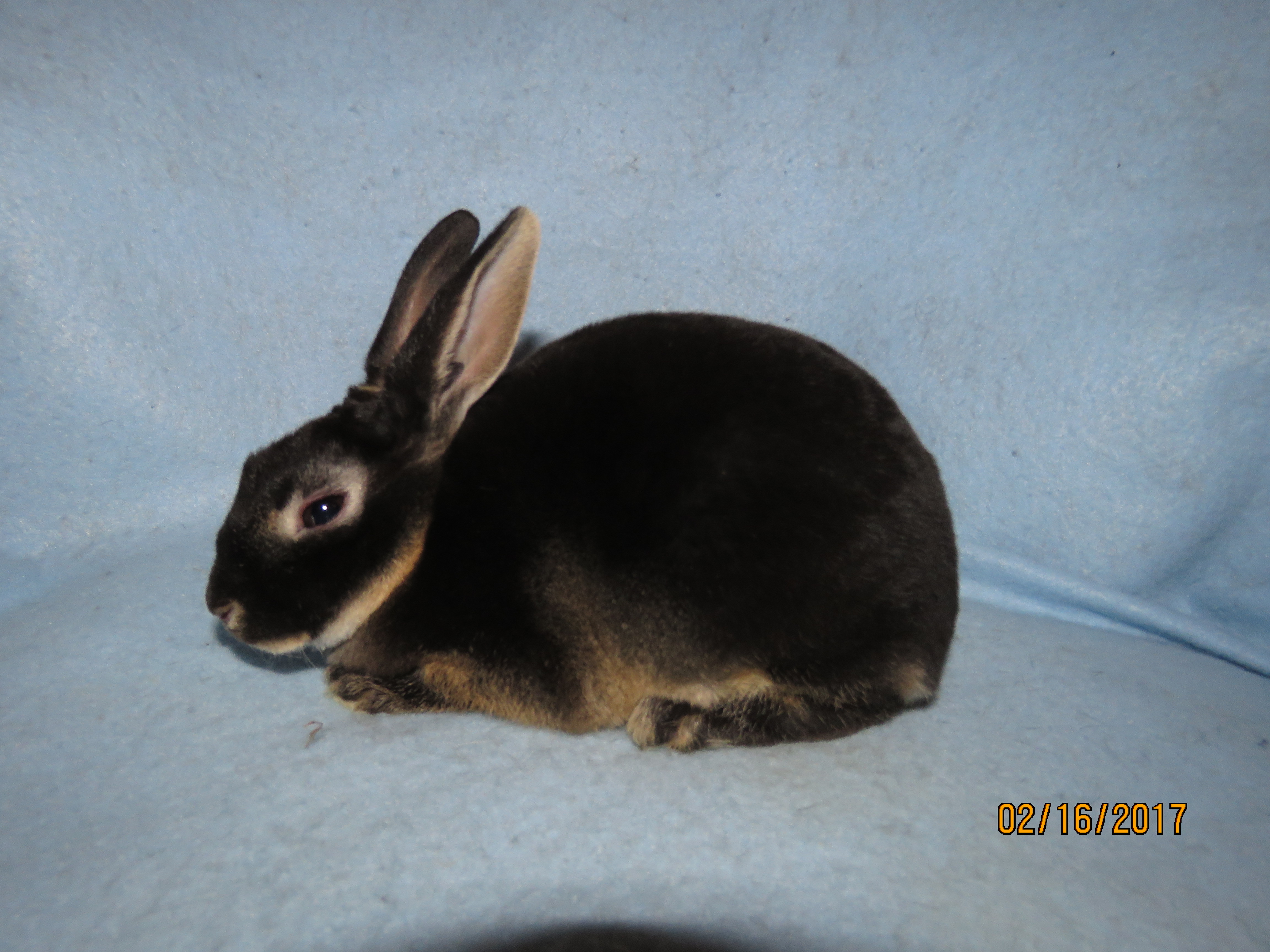 Foxaway RabbitsMini Rex Rabbits for Sale
