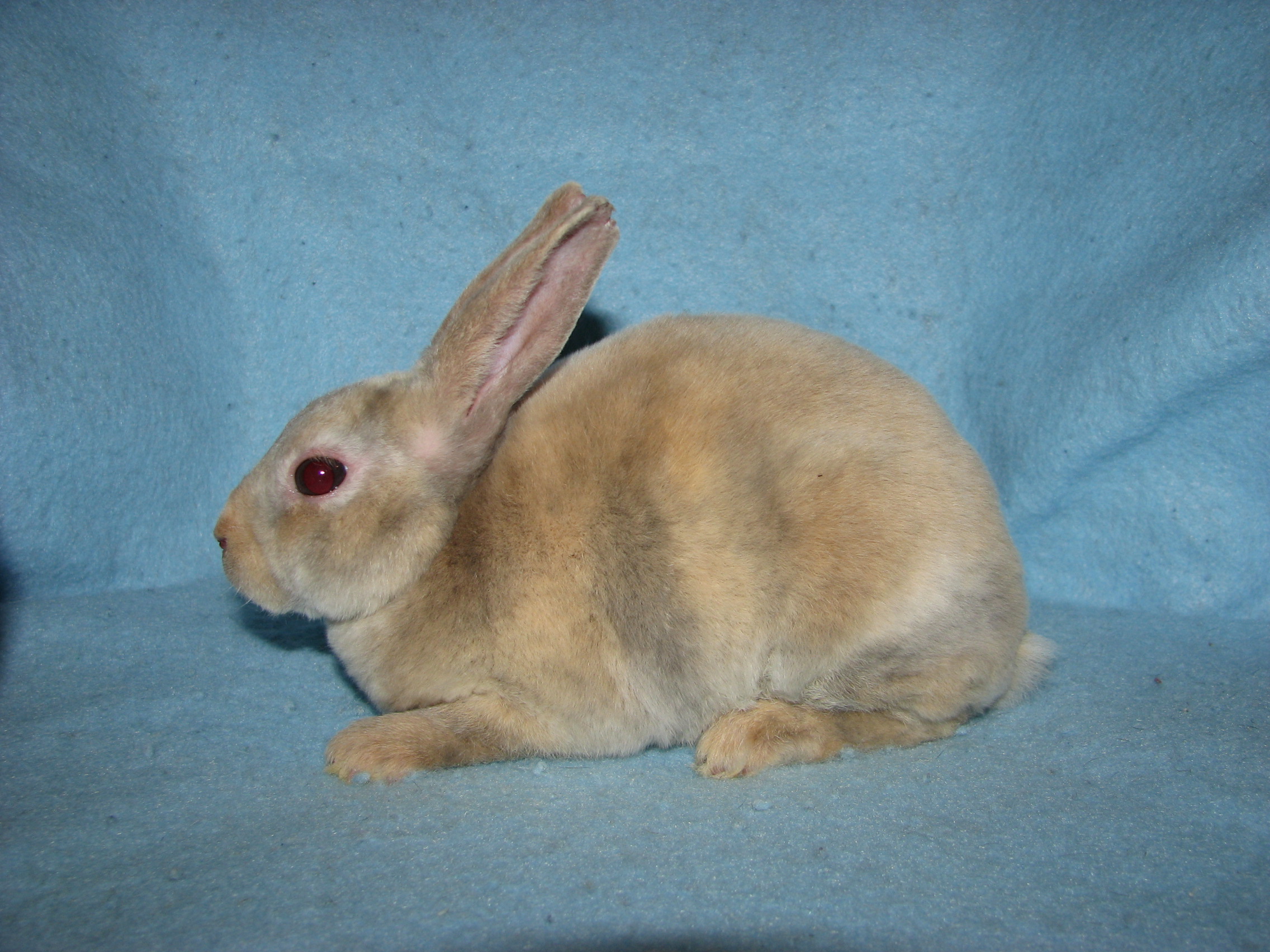 Foxaway RabbitsMini Rex Rabbits for Sale