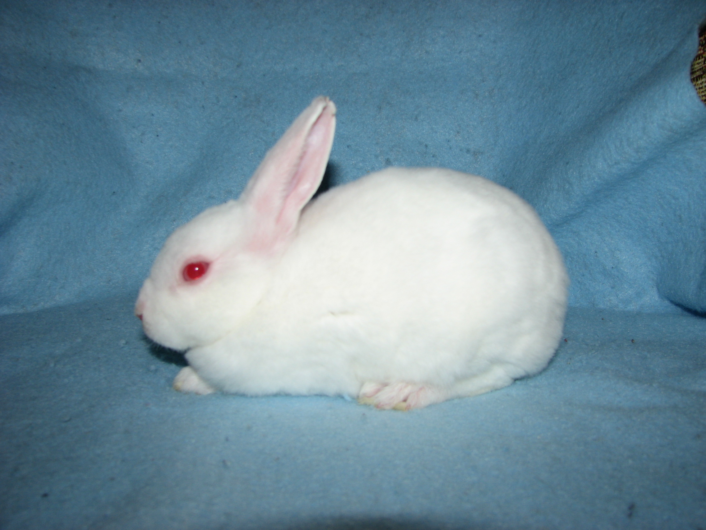 Foxaway RabbitsMini Rex Rabbits for Sale