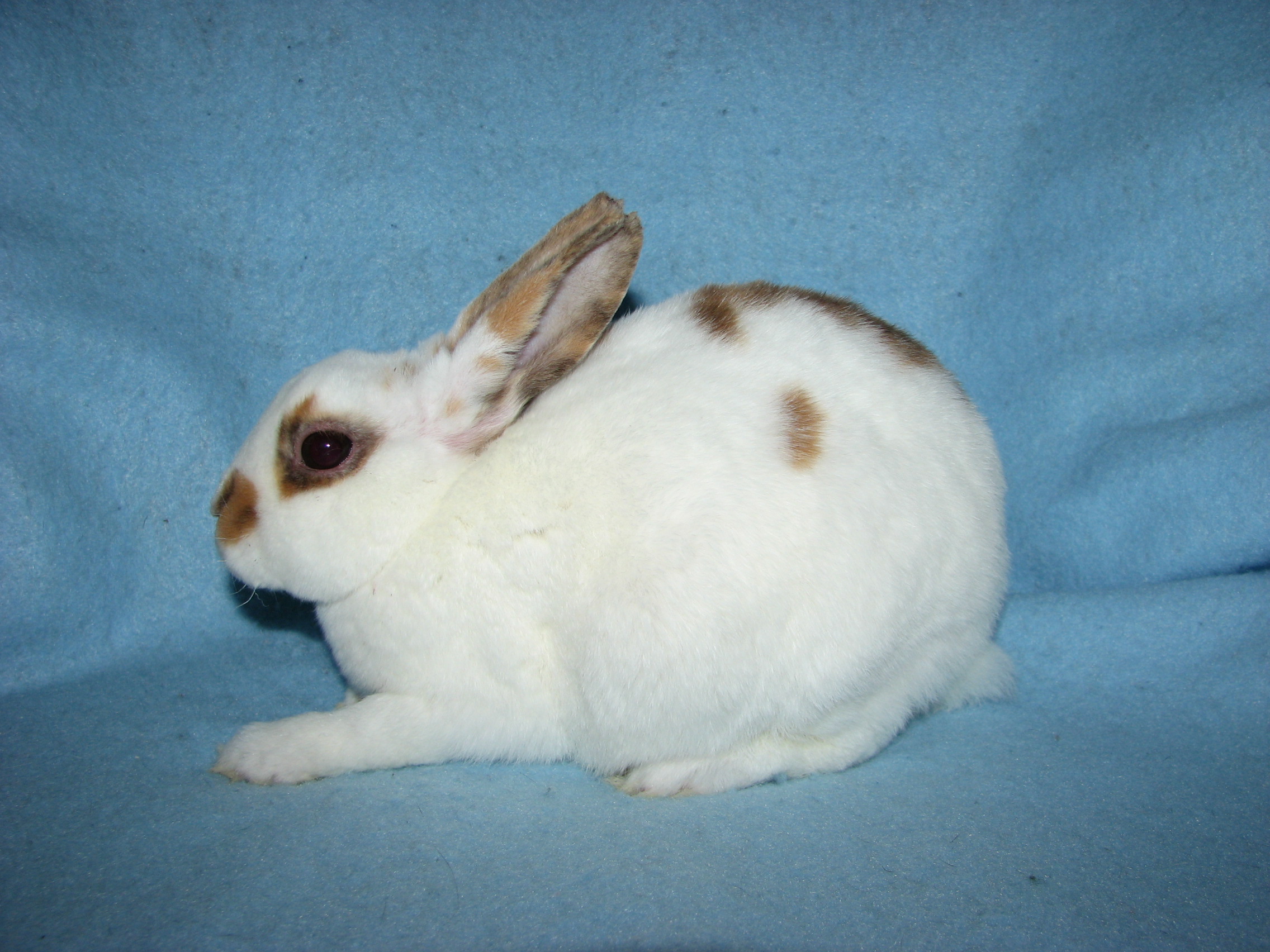 Foxaway RabbitsMini Rex Rabbits for Sale