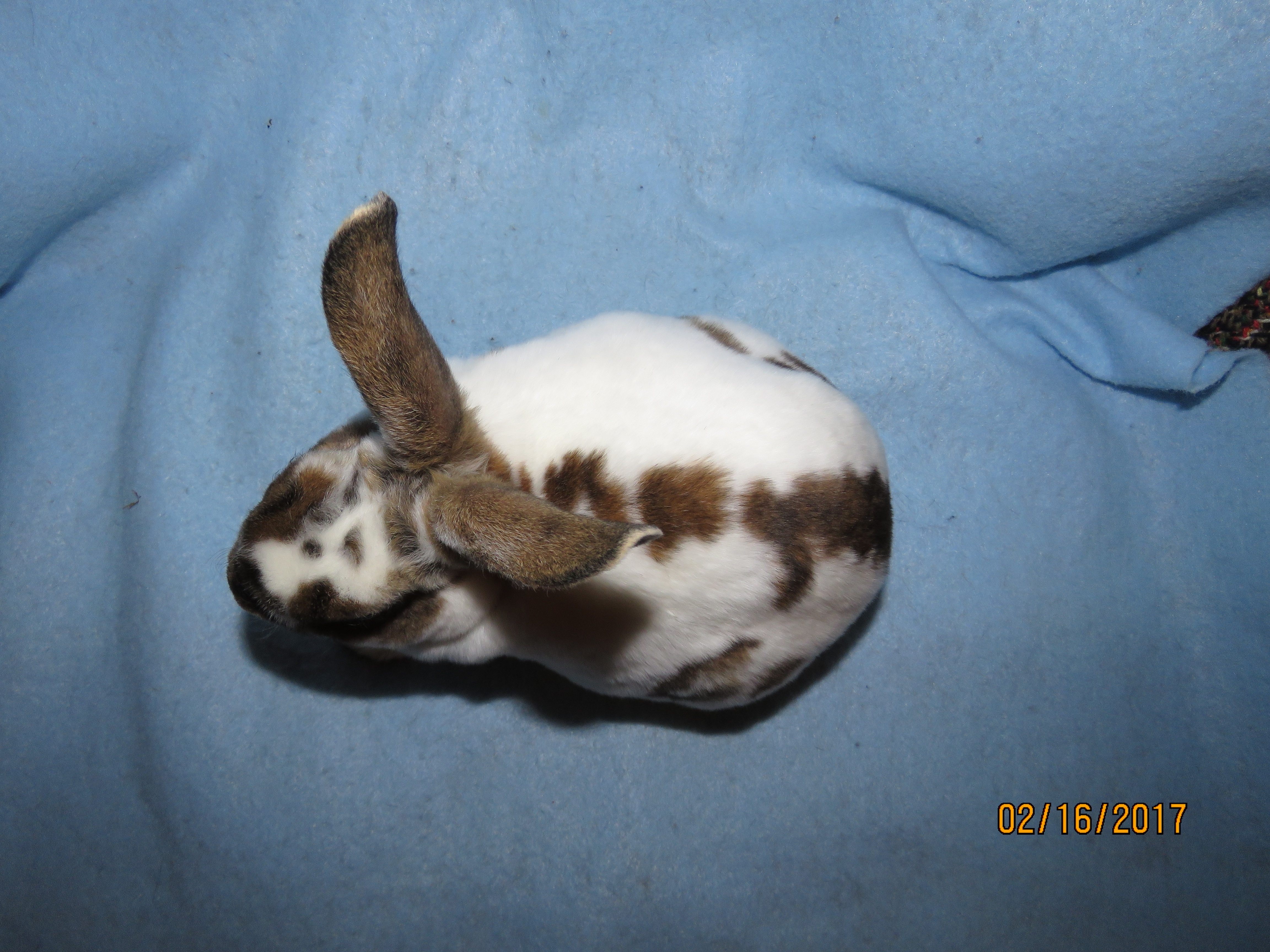 Foxaway RabbitsMini Rex Rabbits for Sale