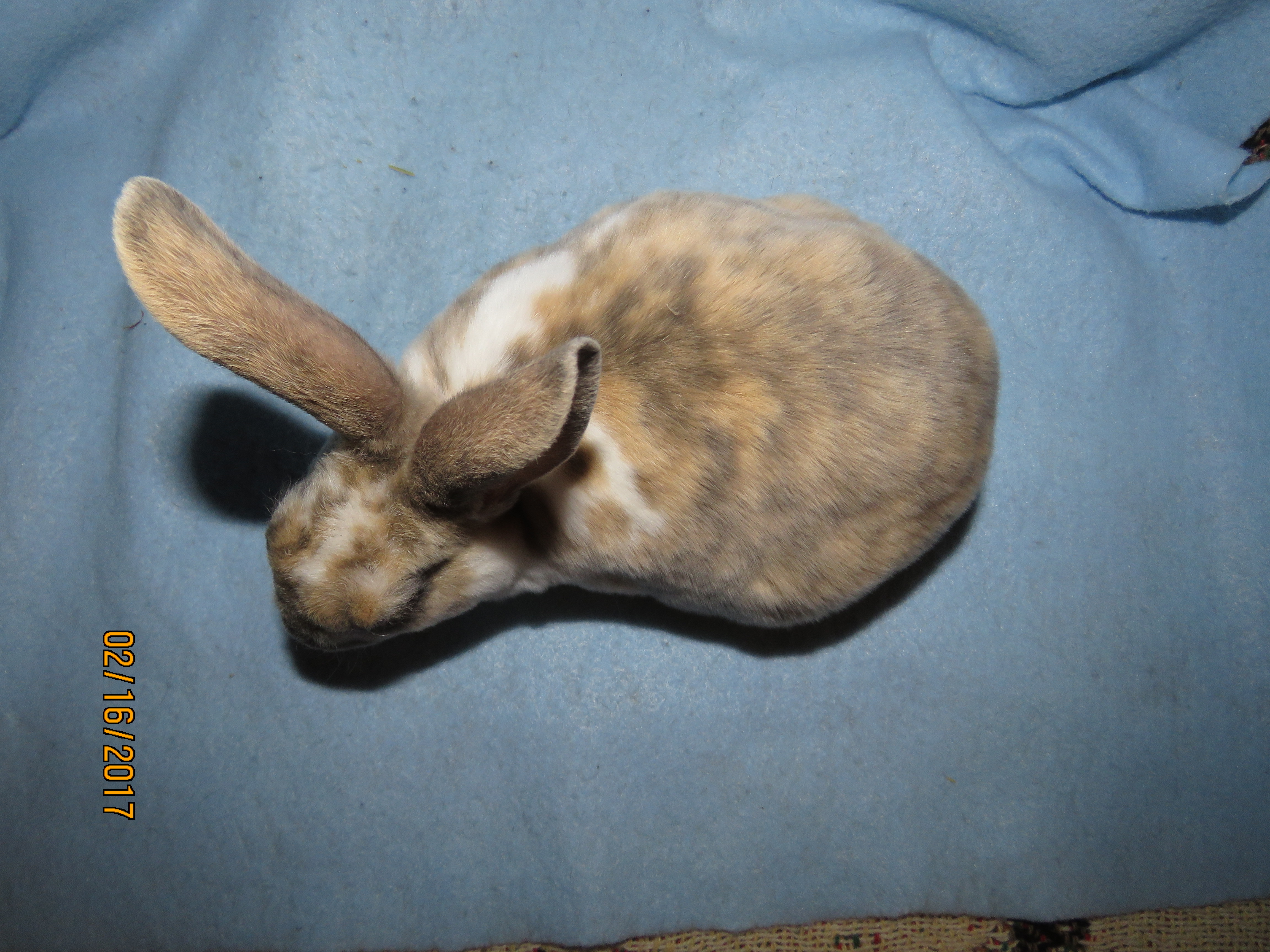 Foxaway RabbitsMini Rex Rabbits for Sale