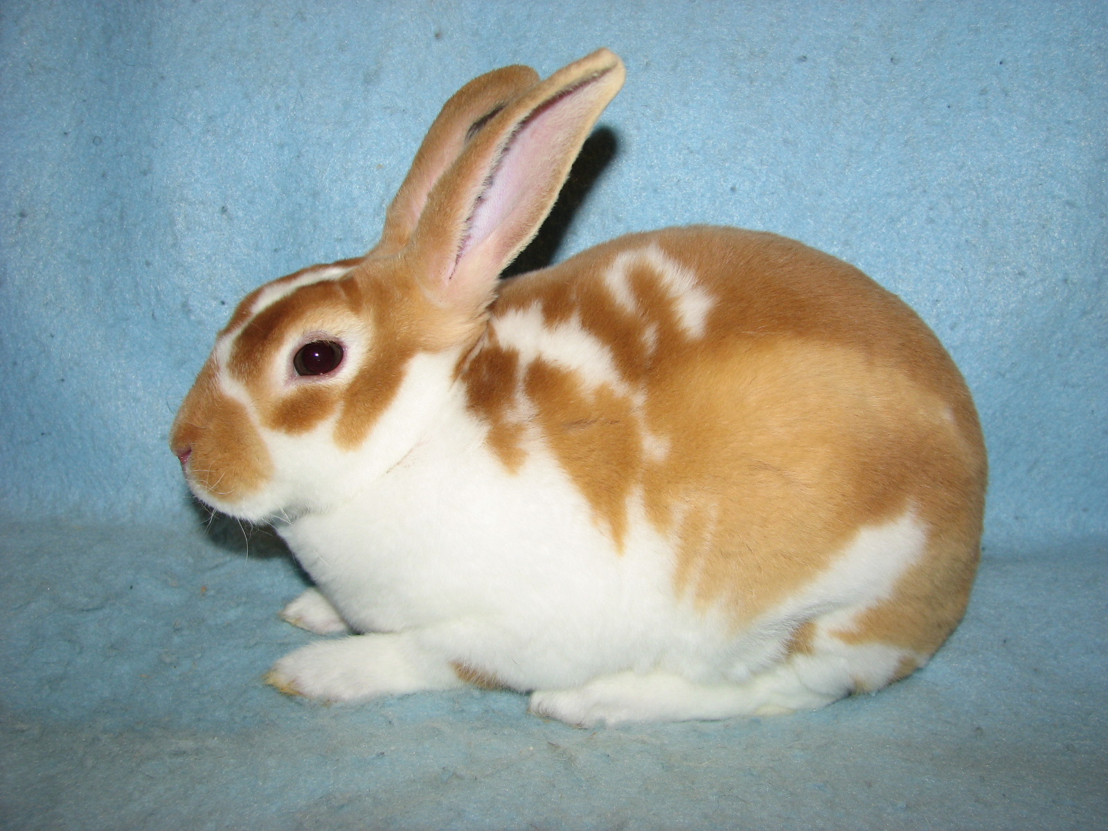 Foxaway RabbitsMini Rex Rabbits for Sale