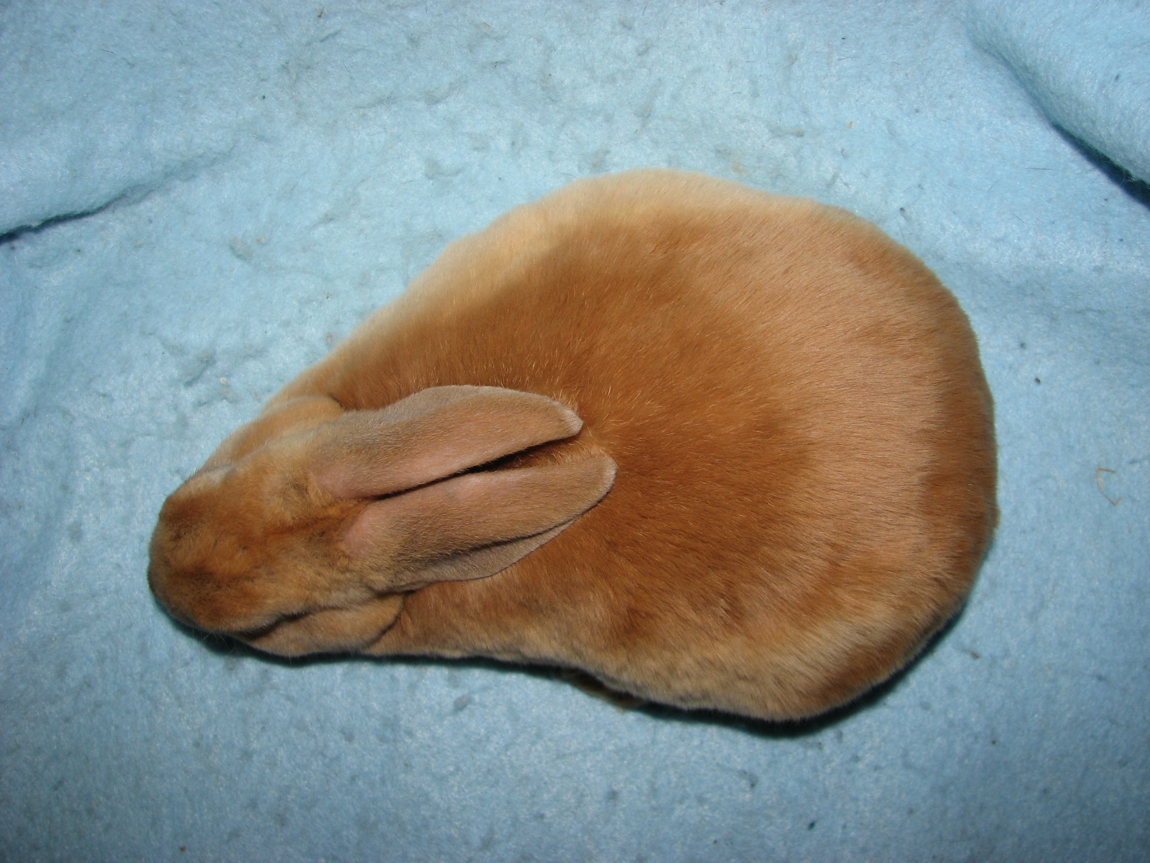Foxaway RabbitsMini Rex Rabbits for Sale