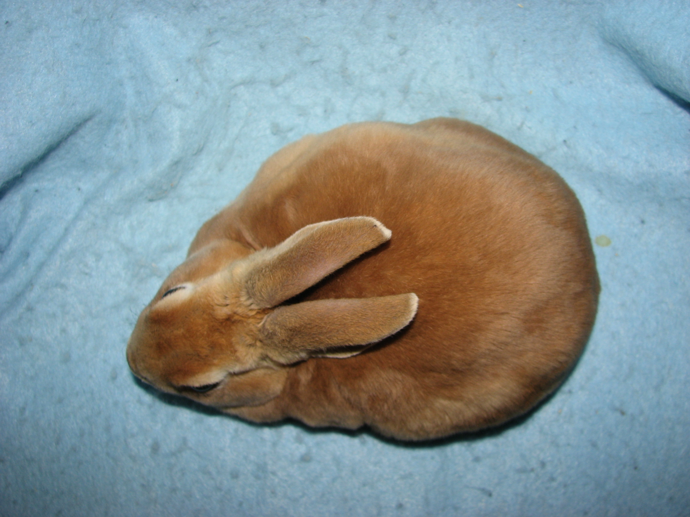 Foxaway RabbitsMini Rex Rabbits for Sale