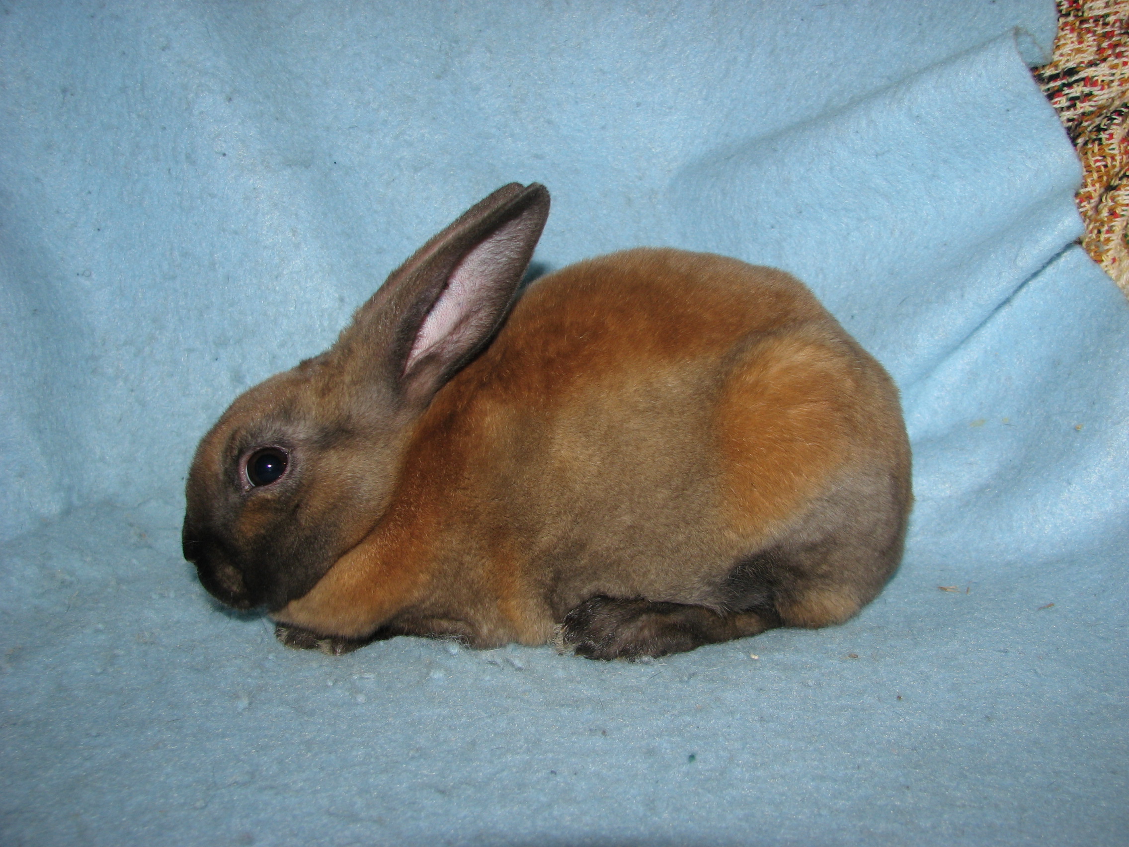Foxaway RabbitsMini Rex Rabbits for Sale