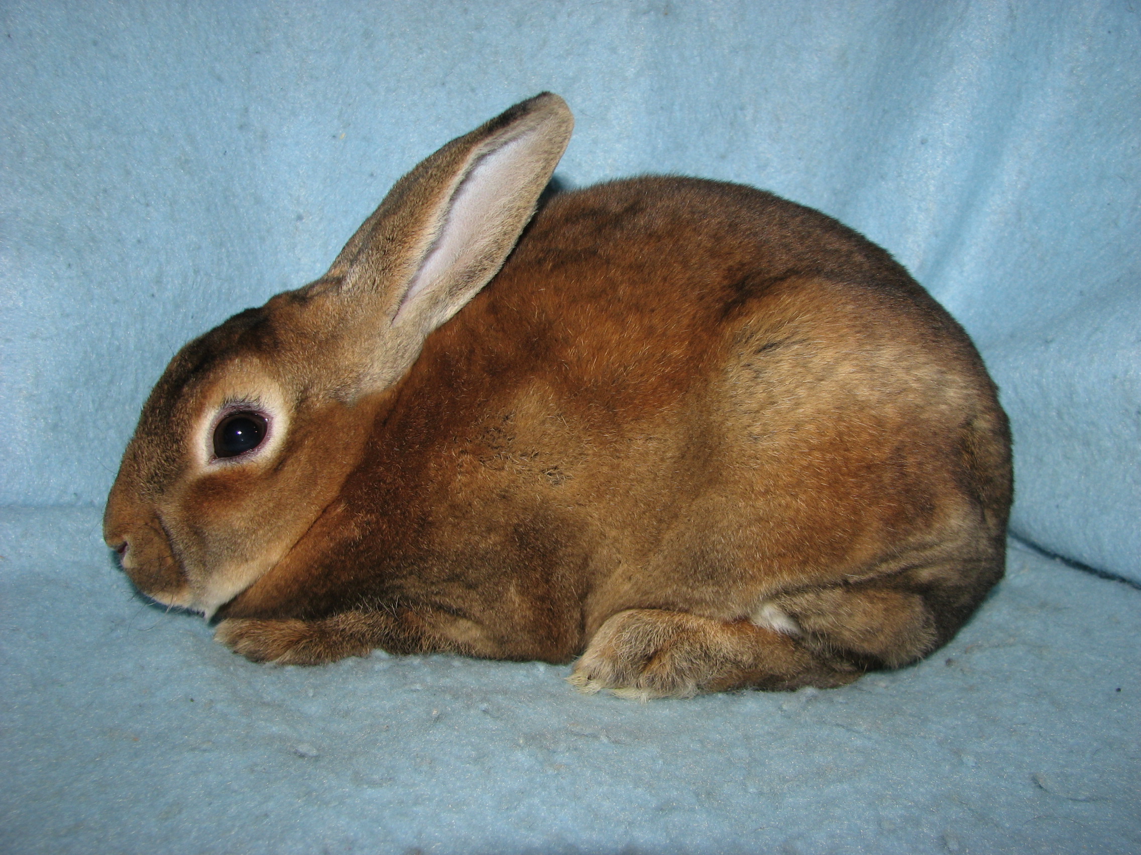 Castor Mini Rex : Learn about the Mini Rex Rabbit – DYBNE